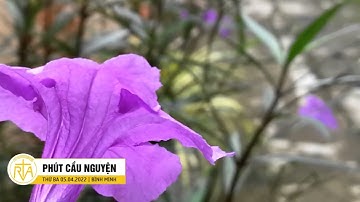 Phút Cầu Nguyện, Thứ Ba 05/04/2022: Muốn Tha Thứ Hãy Cầu Nguyện