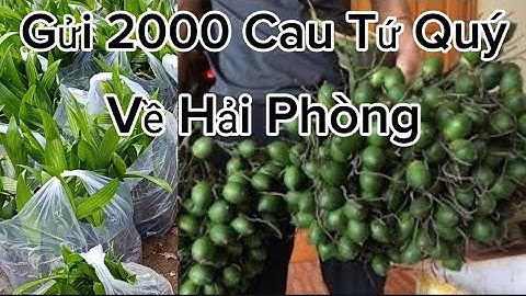 Cây Giống Cau Tứ Quý Chuẩn Sịn - Giống Cau Tứ Quý Xuất Khẩu Kinh Tế Cao
