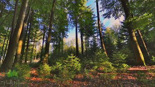 🌳 4K - Relaxing Nature Sounds For Stress Relief, Bird Song, Forest Sounds