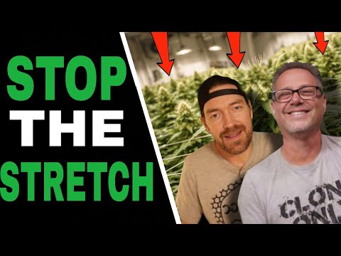 Use these Three Grow Tricks in Early Bloom for Smaller Plants and BIGGER Buds