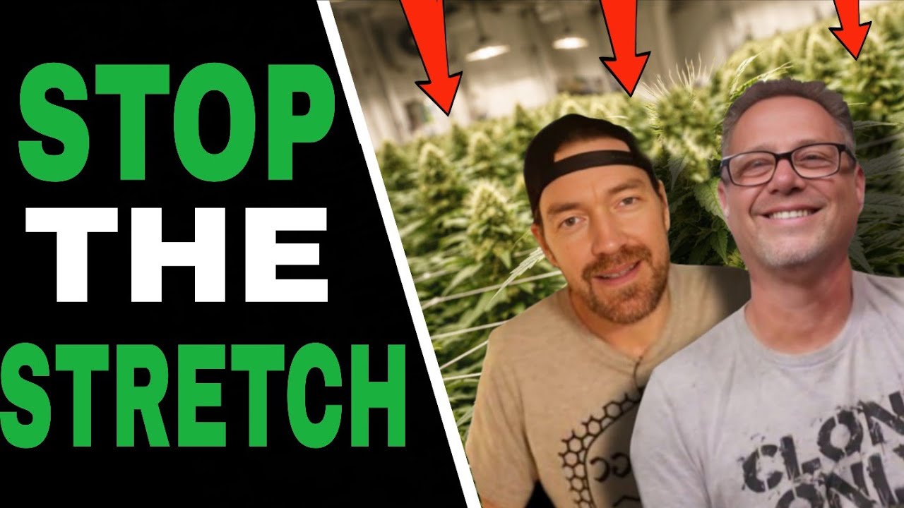 Используйте эти три приема выращивания на ранней стадии цветения, чтобы получить более мелкие рас...