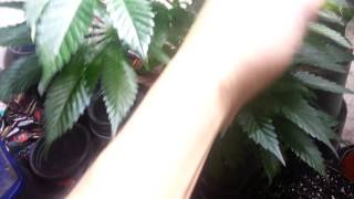 Update: psygen genetics