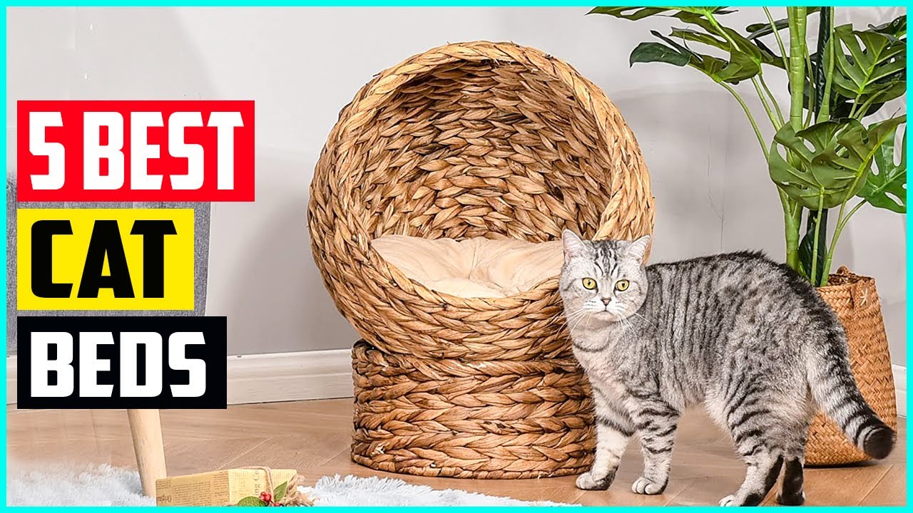 The 5 Best Cat Beds of 2021 YouTube