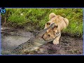 15 Most Incredible Lion vs Crocodile Battles Caught On Camera!