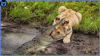 15 Most Incredible Lion vs Crocodile Battles Caught On Camera!