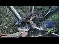 Red Tailed Hawk attacks Great Horned Owl ~ A fight for the nest