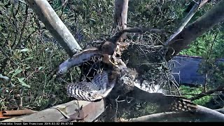 Red Tailed Hawk attacks Great Horned Owl ~ A fight for the nest Wealth