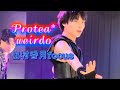 weirdo/出村香月focus★Protea*(バイプロテア) 【2024.10.11 @代アニLIVEステーション】