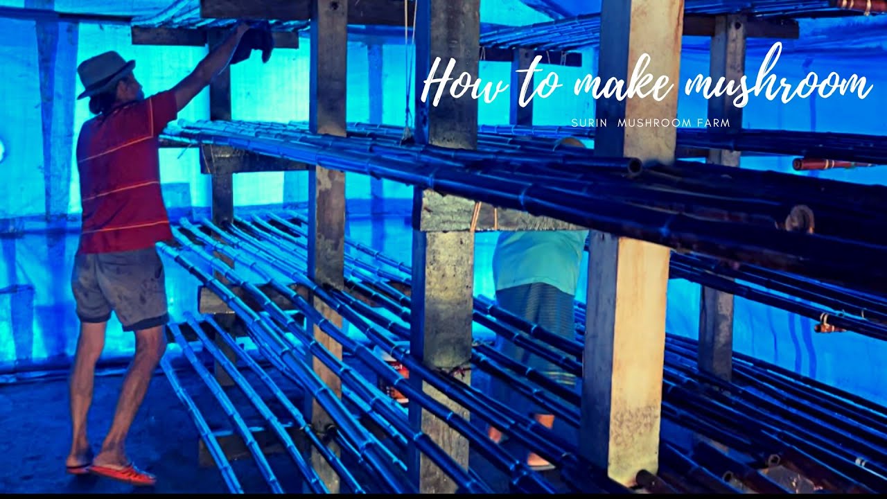 How to make mushroom Ep2.(Cleanning straw mushroom greenhouse| AT surin mushroom farm