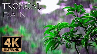 4K Tropical Rain Sounds & Relaxing Nature Video   Sleep Relax Study Meditate   Ultra HD