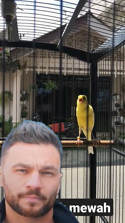 Kenari Bon Kuning Gacor Panjang Cengkok #kenarigacor