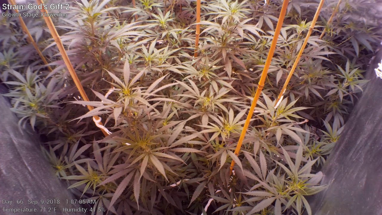 God's Gift 2 - Week 10 - Cannabis Tent Time Lapse