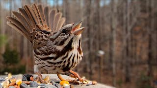 Song Sparrow - Watch before your next bird outing!