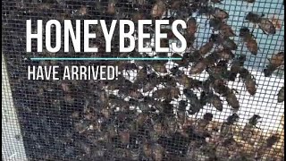 The Honeybees are here!
Twenty years ago I had 15 bee hives. They died out with tracheal and varroa mites. Sue and I have more time now because of the Covis-19 shutdown. We put in a bigger garden this year and I ordered a 3lb package of italian bees from Georgia. It was fun to have them back to help out :-)
You can find the equipment on-line:
* Bee keeper tools ( https://amzn.to/3dwfKoK )
* Bee Hives boxes, frames, and foundation ( https://amzn.to/2LaQh82 )
* Bee keep jacket and hooded veil ( https://amzn.to/3dw6sJf )
FTC Disclaimer:
We may earn commissions for purchases made through the links below.
As Amazon Associates we earn from qualifying purchases.
Music by:
Jonathan Richman and the Modern Lovers Buzz Buzz Buzz
Arthur Askey (1937)
Honey Bee by Kevin MacLeod is licensed under a Creative Commons Attribution license (https://creativecommons.org/licenses/by/4.0/)
Source: http://incompetech.com/music/royalty-free/index.html?isrc=USUAN1100755
Artist: http://incompetech.com/ The Honeybees are here!