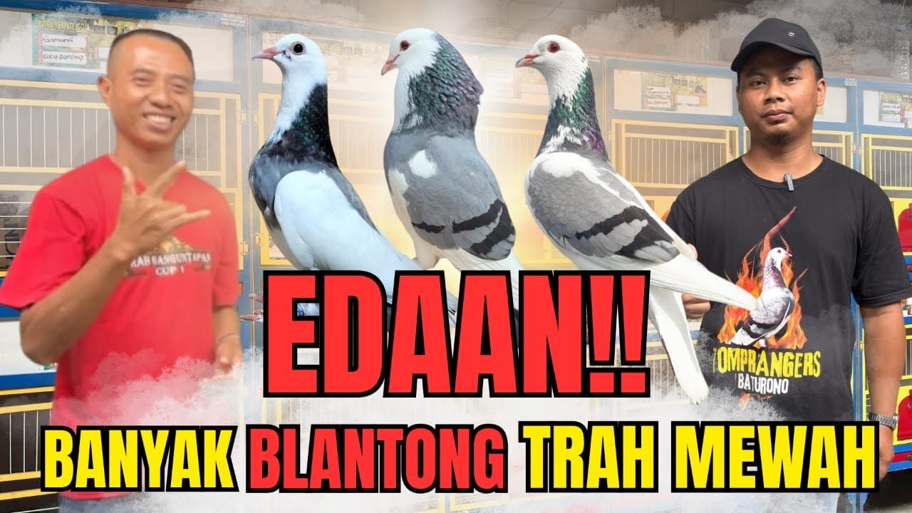 EDANN ‼️ MERPATI BLANTONG TRAH SEMUA BIKIN NGILER 
