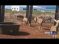 Concerns over bounty being offered to control Maui&rsquo;s deer population