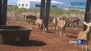Concerns over bounty being offered to control Maui’s deer population