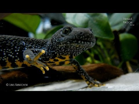 Video: Harjasvetikas (Triturus Cristatus)