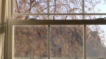 Stupid bird attacks window