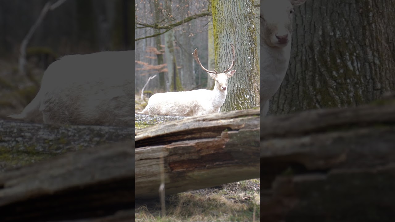 Enchanted Encounter: White Deer in the Forest 🦌✨ | Calming Nature Shorts