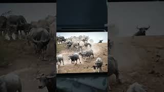 Thundering of Mammals