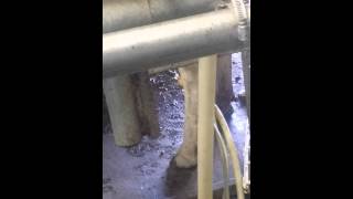 Fabulous Found Out That Amish Cows Have Rich Milk