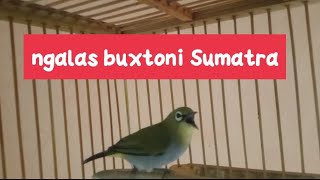 suara burung pleci buxtoni sumatra