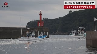 【速報】イルカ追い込み漁解禁 イルカやゴンドウクジラなど