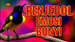 Penjebol emosi bunyi sogon bahan agar terpancing gacor nembak isian‼️