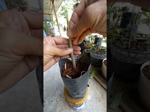 Kỹ thuật ghép và chăm sóc cây mới nhất – The latest technique of grafting and tree care #0737