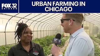 Growing Home blossoms into a community lifeline on Chicago's South Side
