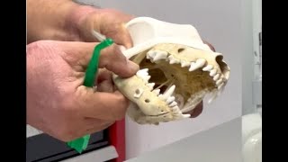 Trucos para limpiar los dientes de tu perro