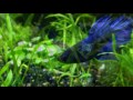 Planted Fish Tank and Fighter Fish  HD 360MB