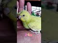 Amazing life of budgies #lovebirdsbreeding #budgie #bird