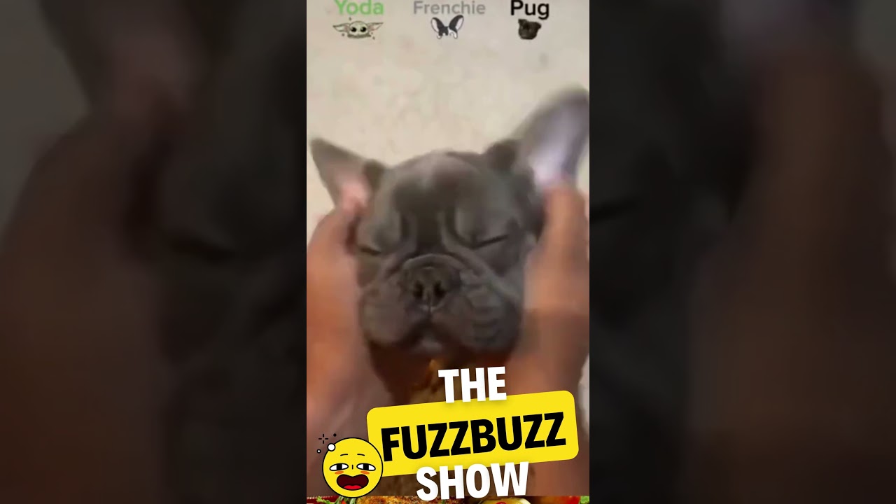 Funny Animal Videos 2023 | Cute Animal | Funny Dogs 🐶 #shorts