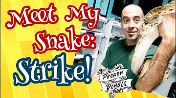 Meet My Ball Pythons Series - Male Adult Clown