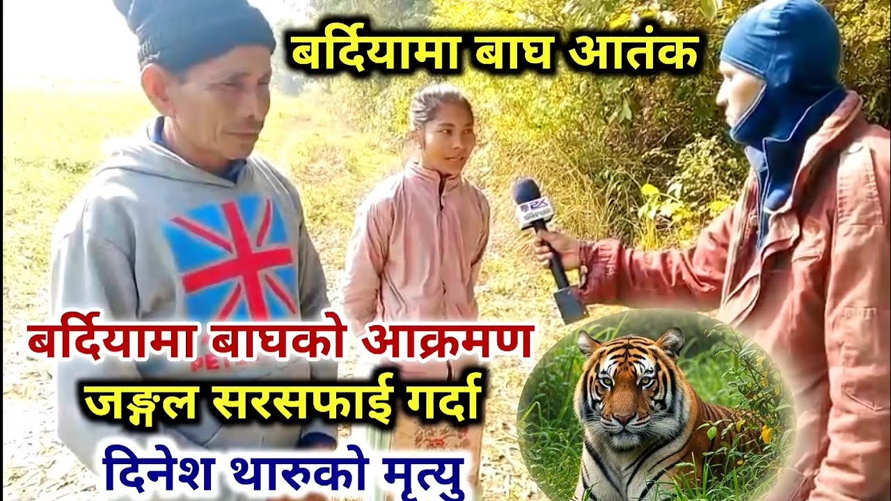 बर्दियामा बाघको 🐯 आक्रमण | बारबर्दियामा दिनेश थारुको मृत्यु | बर्दिया खबर | Bardiya Khabar | 