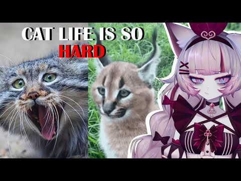 Size DOESN'T Matter | The Depressing Reality of Being a Small Cat | Casual Geographic reaction
