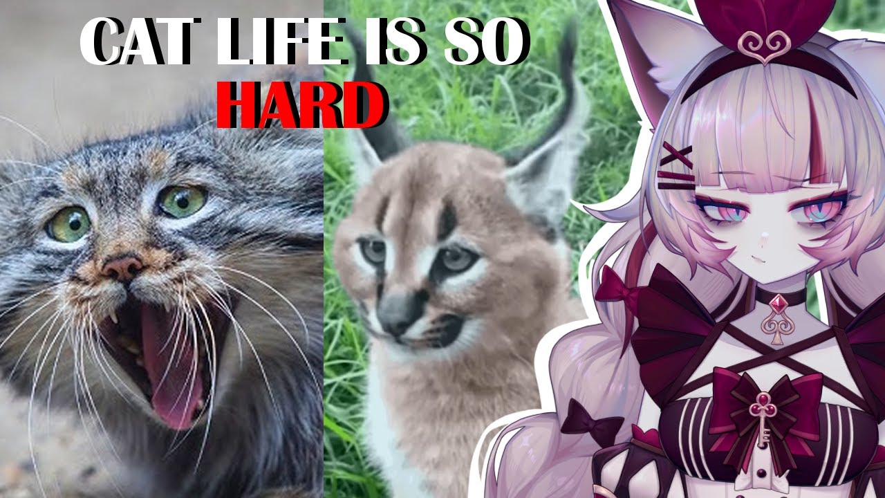 Size DOESN'T Matter | The Depressing Reality of Being a Small Cat | Casual Geographic reaction