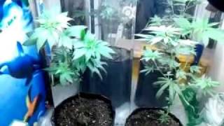 CFL Indoor grow, Wut not to do 8