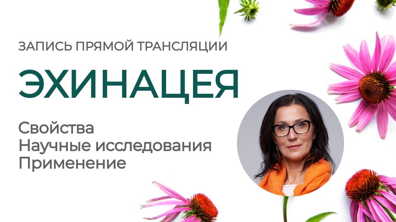 Эхинацея | Свойства, научные исследования, применение