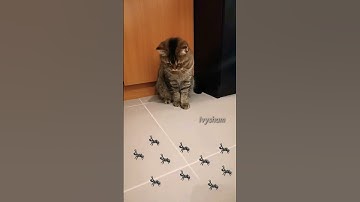 Smokey V.s invisible ants🐜🐜😹 #shorts #cat #funnycats  #ants #viral #funnyvideo #shortsvideo