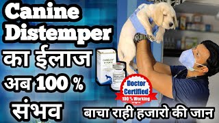 Canine Distemper की वो दावा बचा रही हज़ारो डॉग्स के जान | करे घर पर ईलाज | Treatment At Home in Dogs