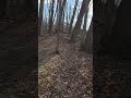 Trees Down after High Winds! Mt Gilead State Park