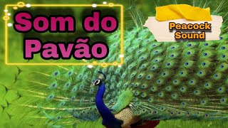 SOM DO PAVÃO 🤩 Pavão indiano ❤ Peacock Sound ❤🦃 Canto do Pavão