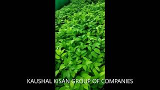 KAUSHAL KISAN , CUSTARD APPLE, SITAFAL screenshot 2