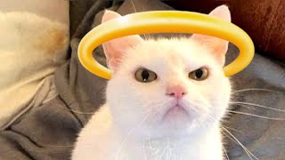 UNEXPECTED MEME COMPILATION V5 (You Laugh, You Lose)