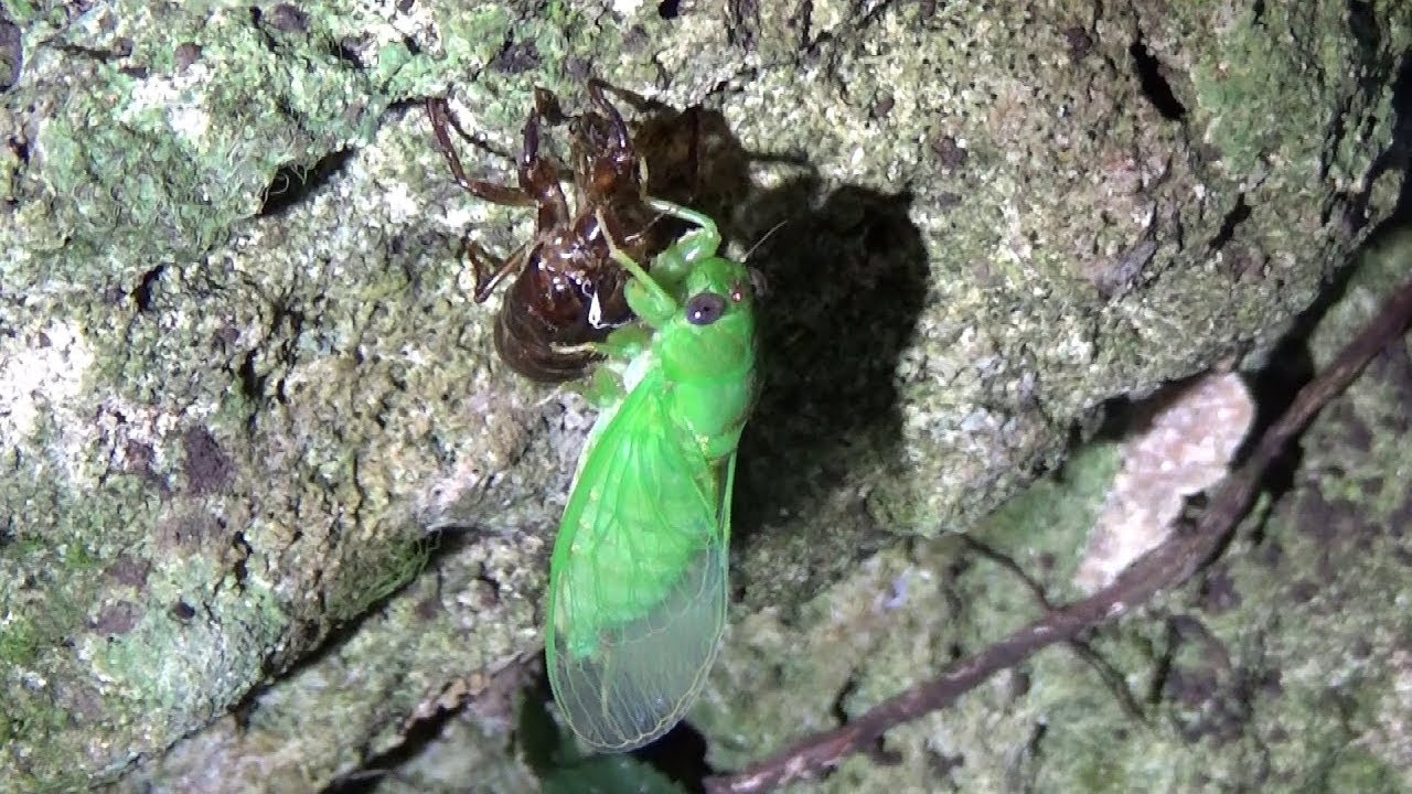 沖縄生物倶楽部 第二三回 クロイワゼミに会いたい Youtube