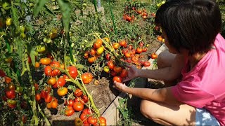 видео: Грунтовые томаты, сезон 2022. Рассказ о сортах. Последние дни лета. картинка: Грунтовые томаты, сезон 2022. Рассказ о сортах. Последние дни лета.