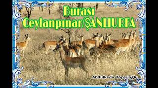 ŞANLIURFA / CEYLANPINAR